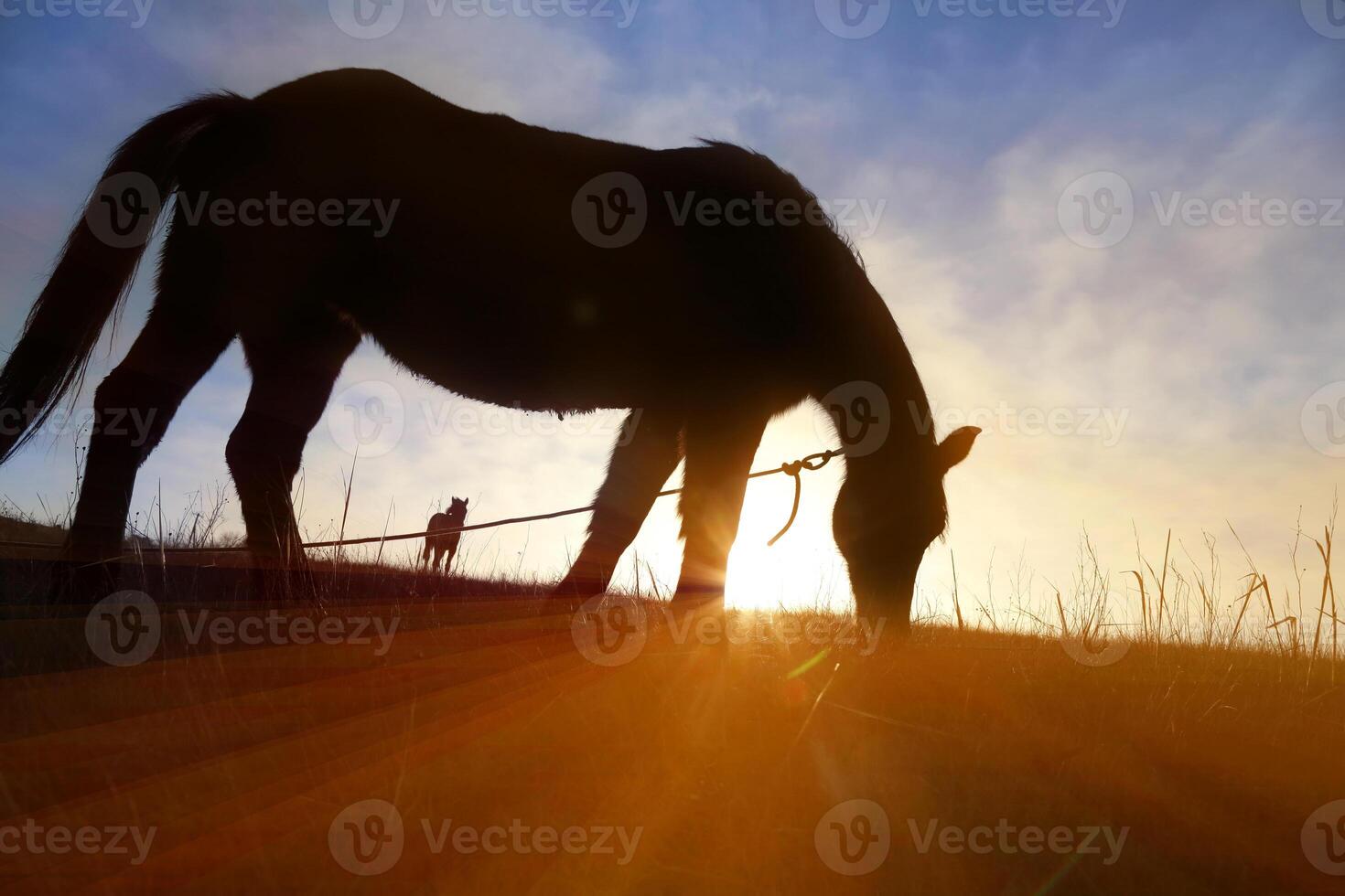 Horse in sunset photo