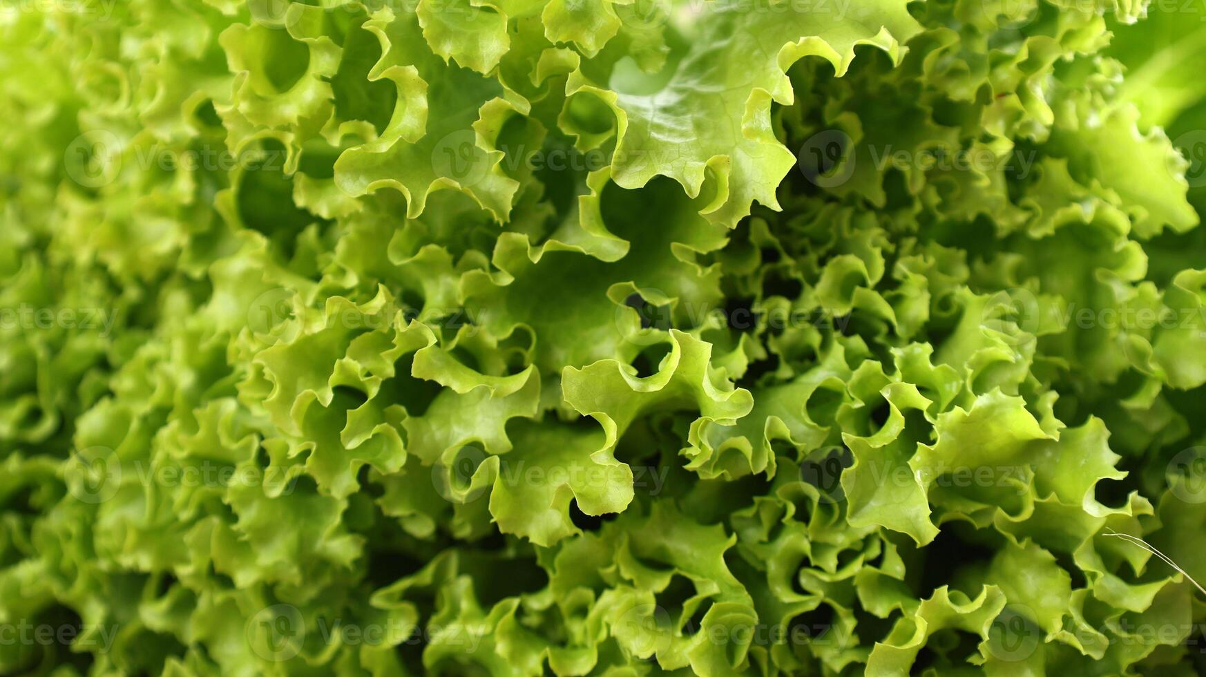 Background of Fressh Picked Green Lettuce photo