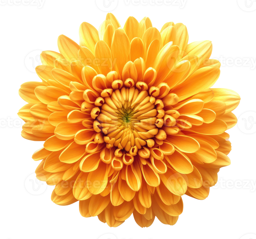 Yellow chrysanthemum flower isolated on transparent background png