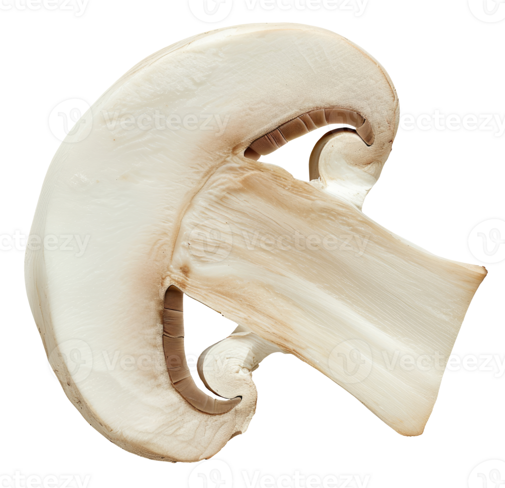 Slice of champignon isolated on transparent background png