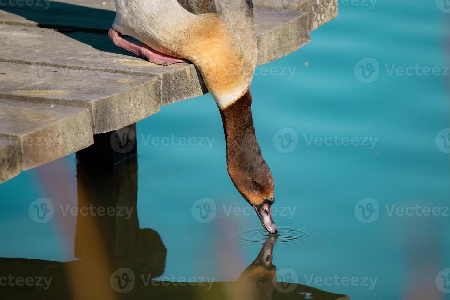 Wild Duck Drinking from Reflective Pond photo