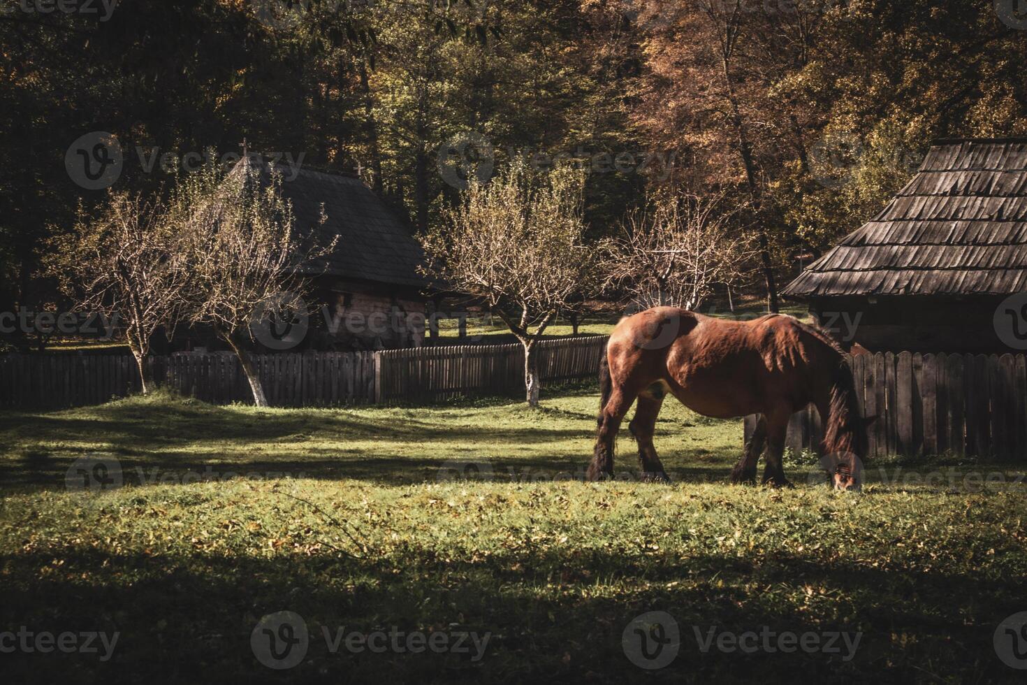 Tranquil Horse Grazing in a Serene Countryside Setting with a Rustic Wooden Barn photo