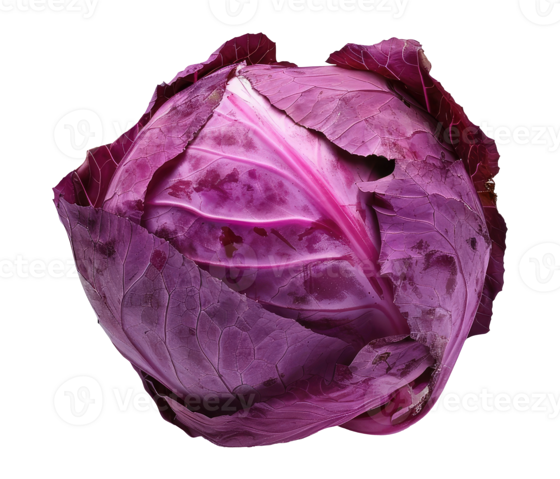 Purple cabbage isolated on transparent background png