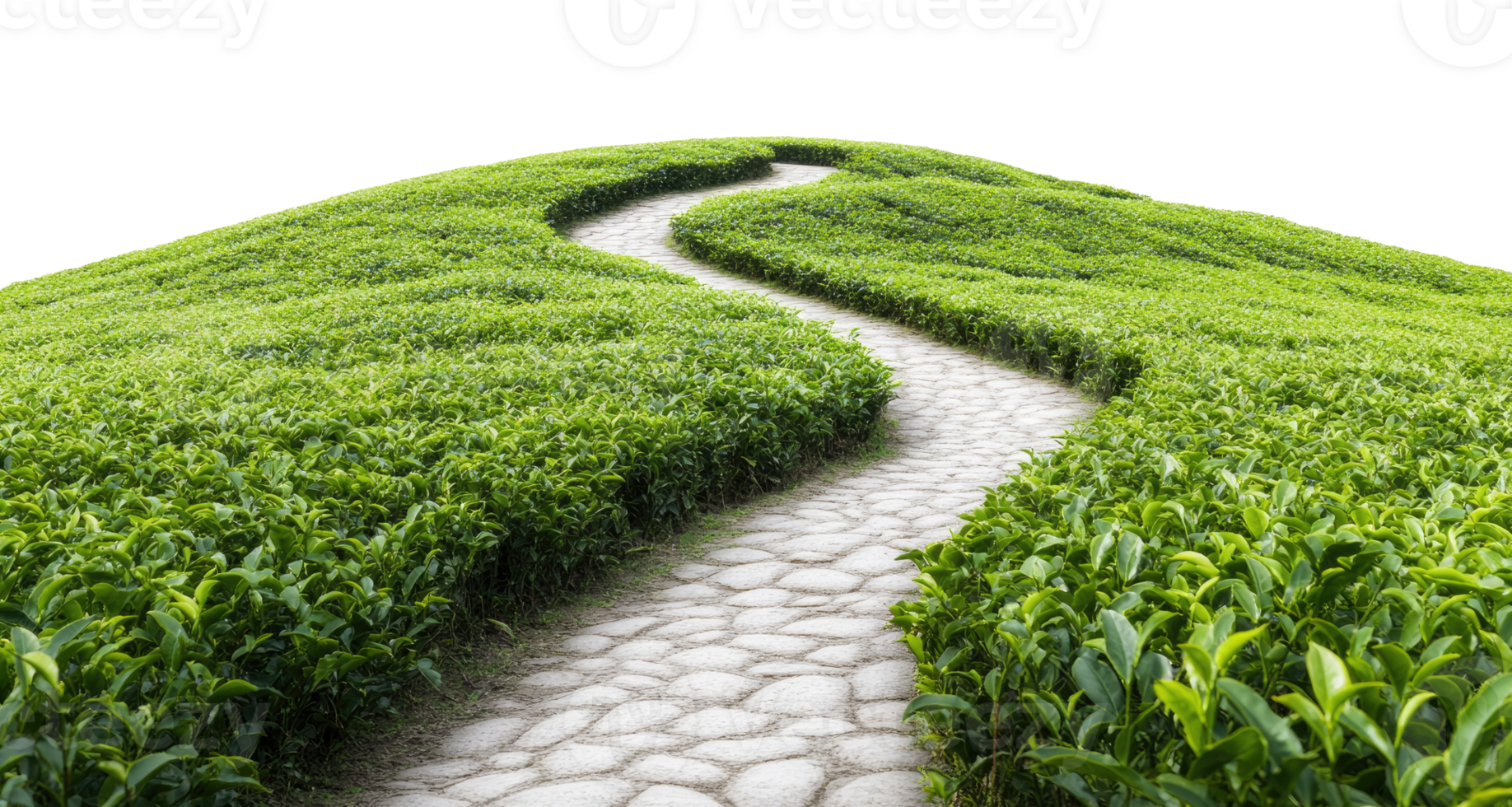 Path in tea plantation isolated on transparent background png