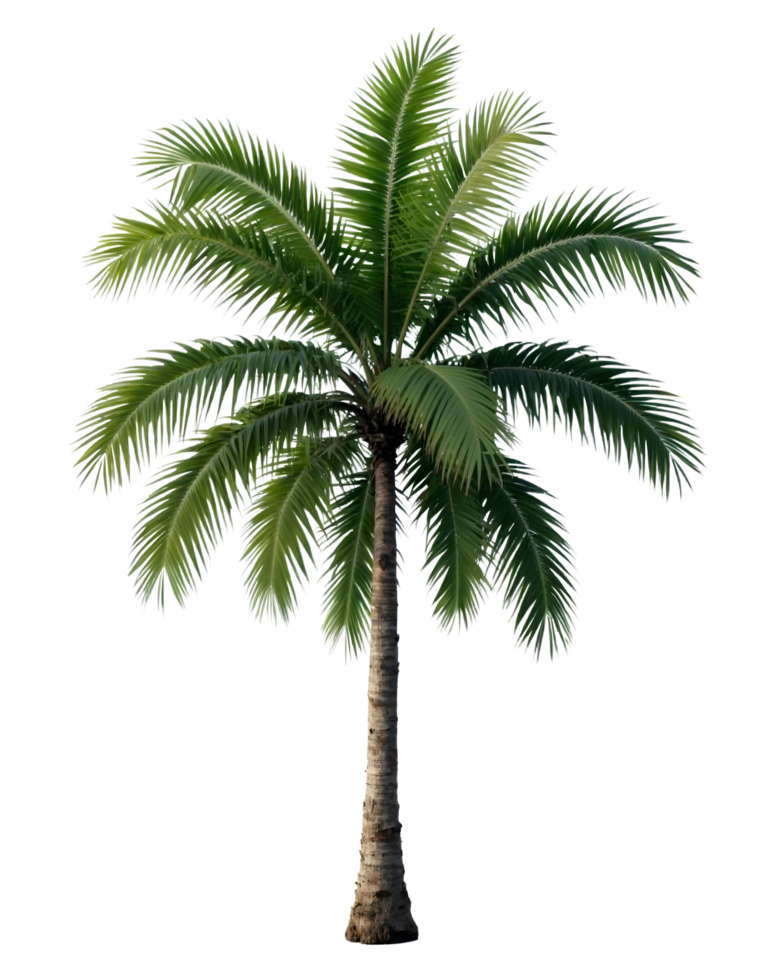 High detail transparent palm tree png