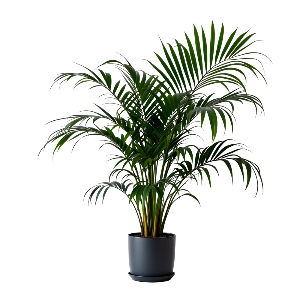 Potted Elegance Indoor Plants for Modern Aesthetics png