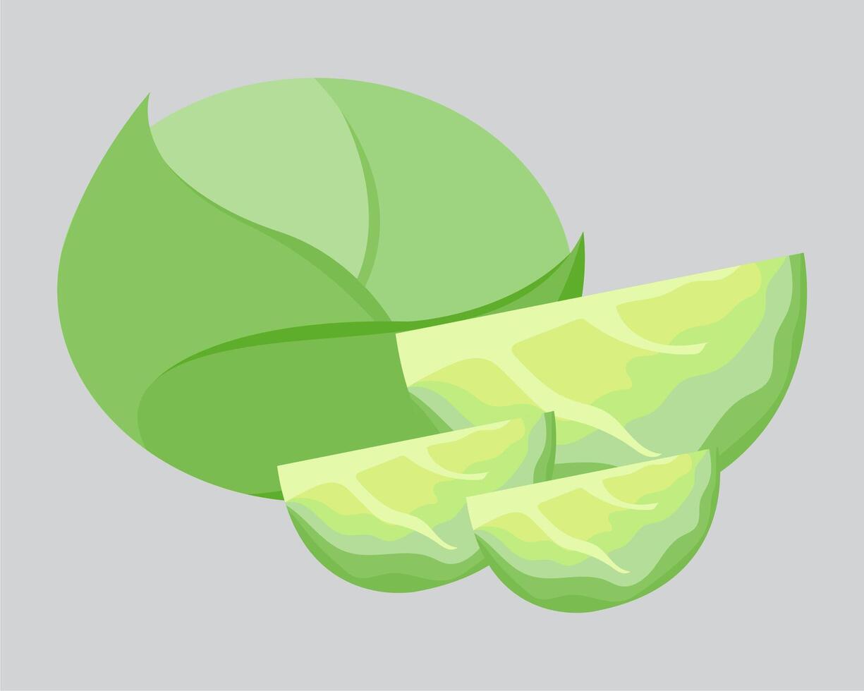 A green cabbage with slices and a slice vector