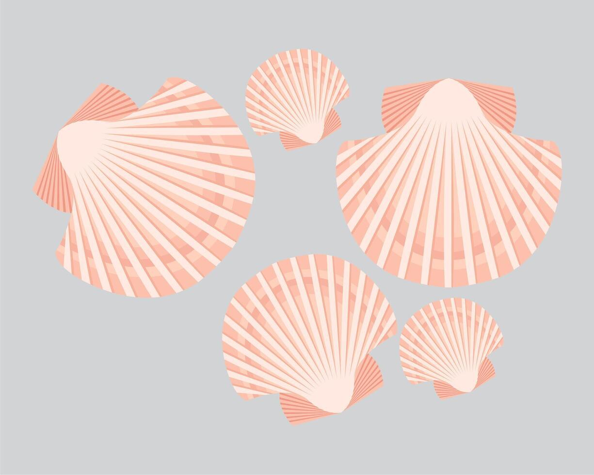 sea shells on a gray background vector