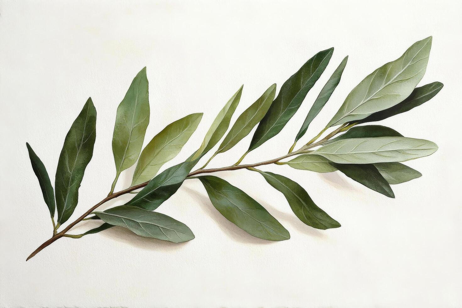 Green olive branch displayed against a light background showcasing its delicate leaves photo