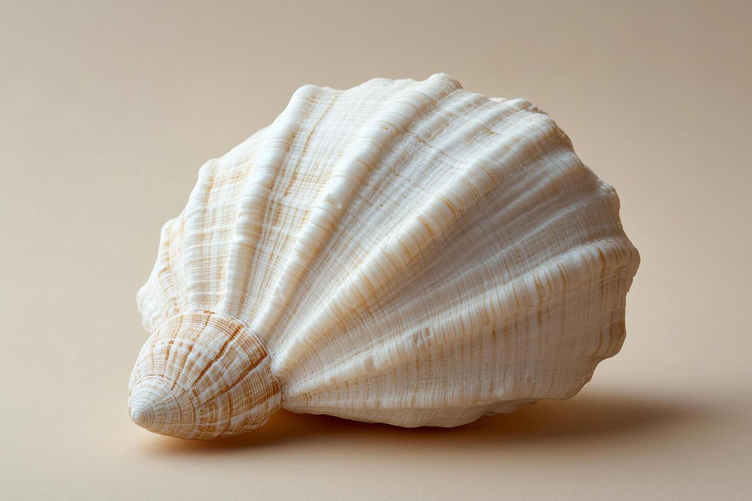 A beautifully textured white scallop shell resting on a soft neutral background photo