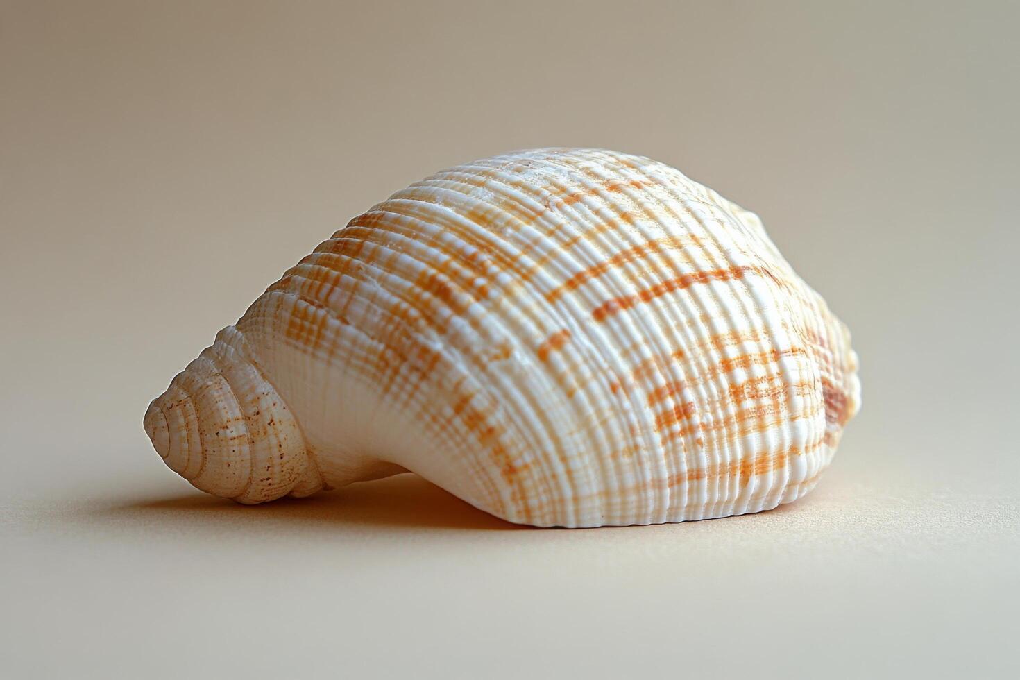 A beautifully textured white scallop shell resting on a soft neutral background photo