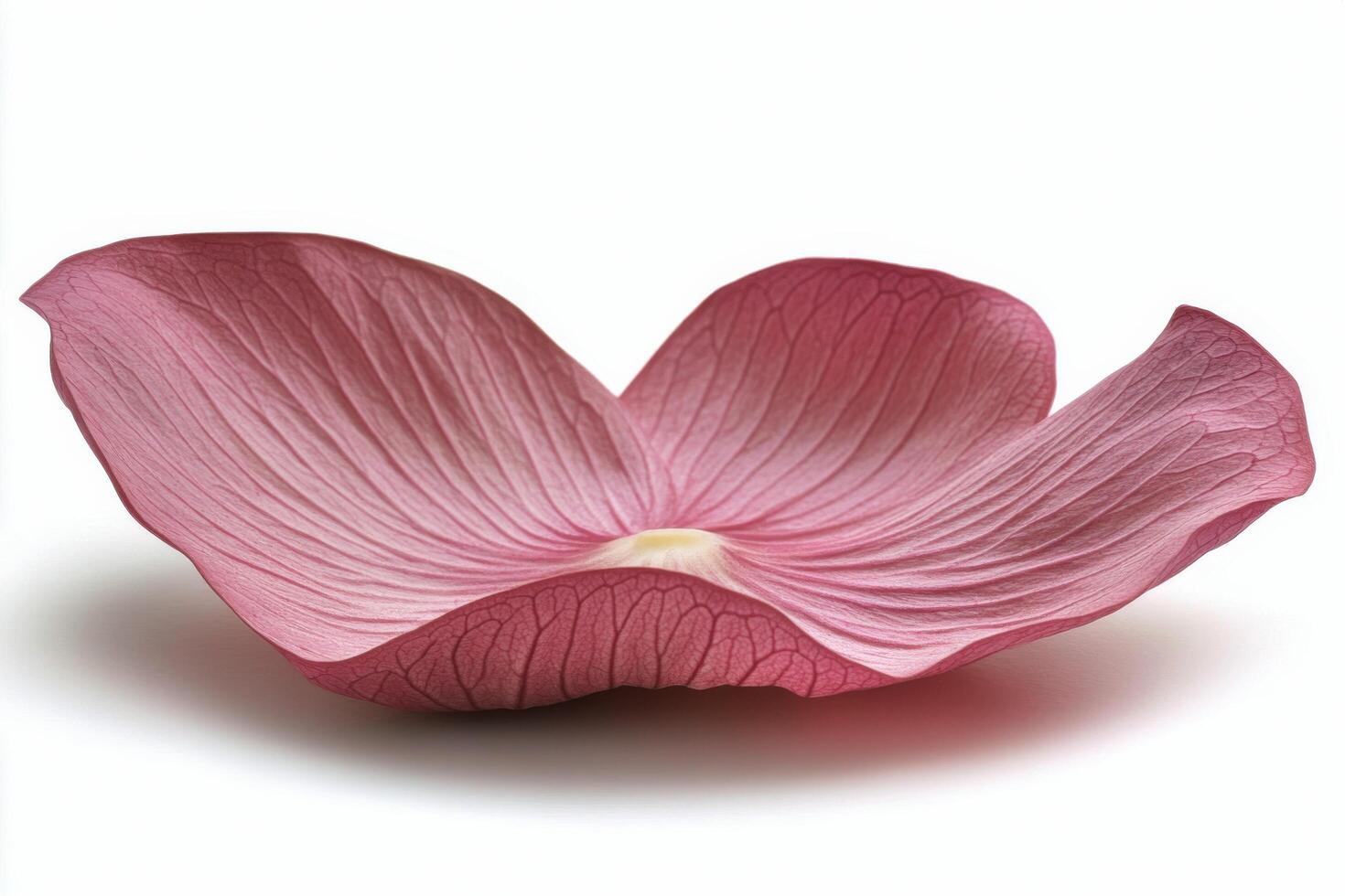 A single delicate pink flower petal lying on a smooth surface during daylight hours photo