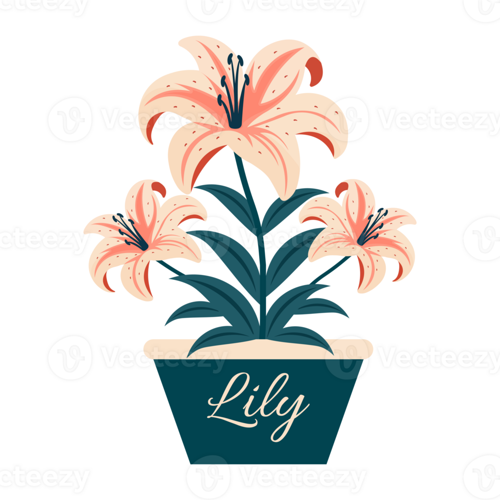 A flower pot with pink lilies and the word lily png