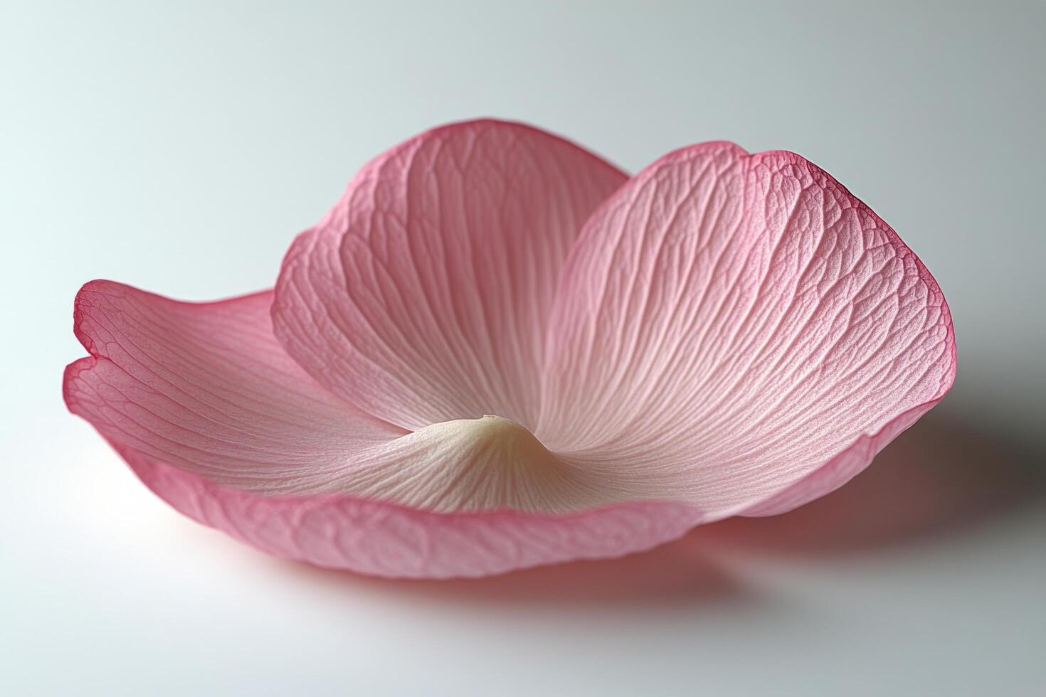 A single delicate pink flower petal lying on a smooth surface during daylight hours photo