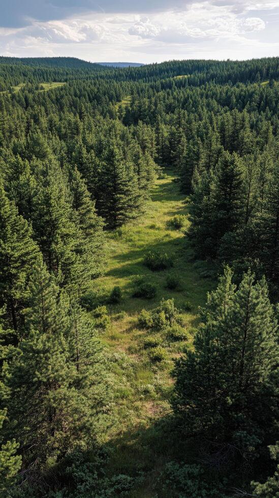 Aerial view of a tall evergreen tree surrounded by a dense forest in the morning light photo