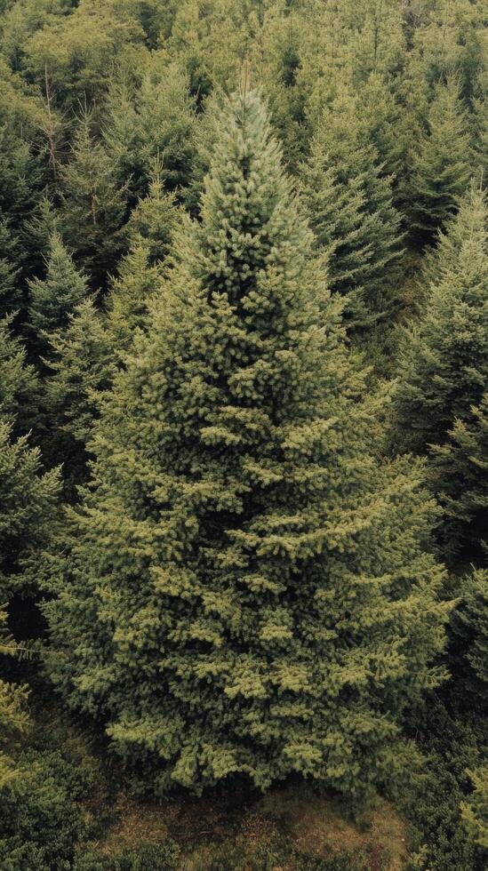 Aerial view of a tall evergreen tree surrounded by a dense forest in the morning light photo