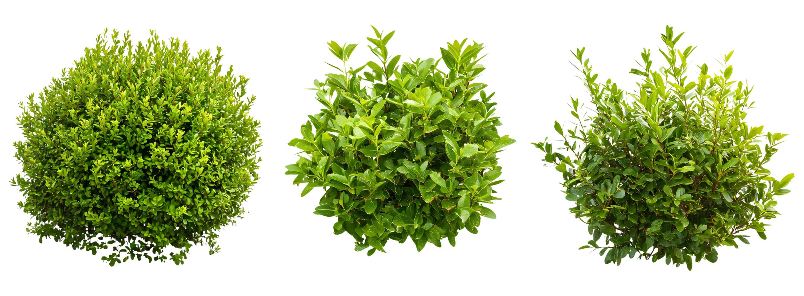 Set of green shrubs gardening in various shapes, isolated on transparent background photo