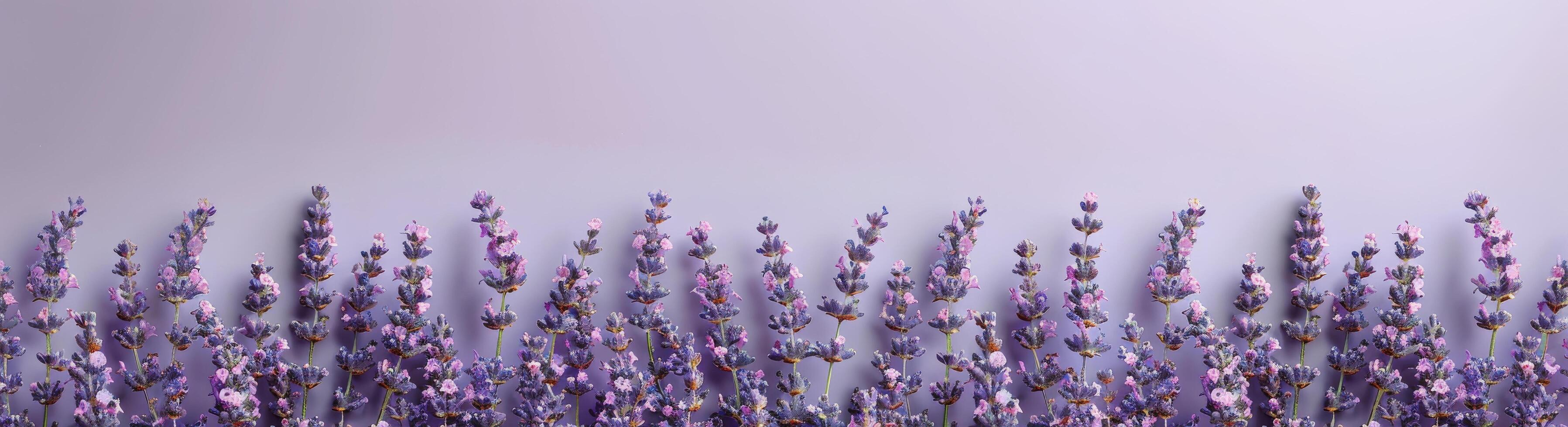 Purple Lavender Flowers Blooming in Summer Sunlight photo
