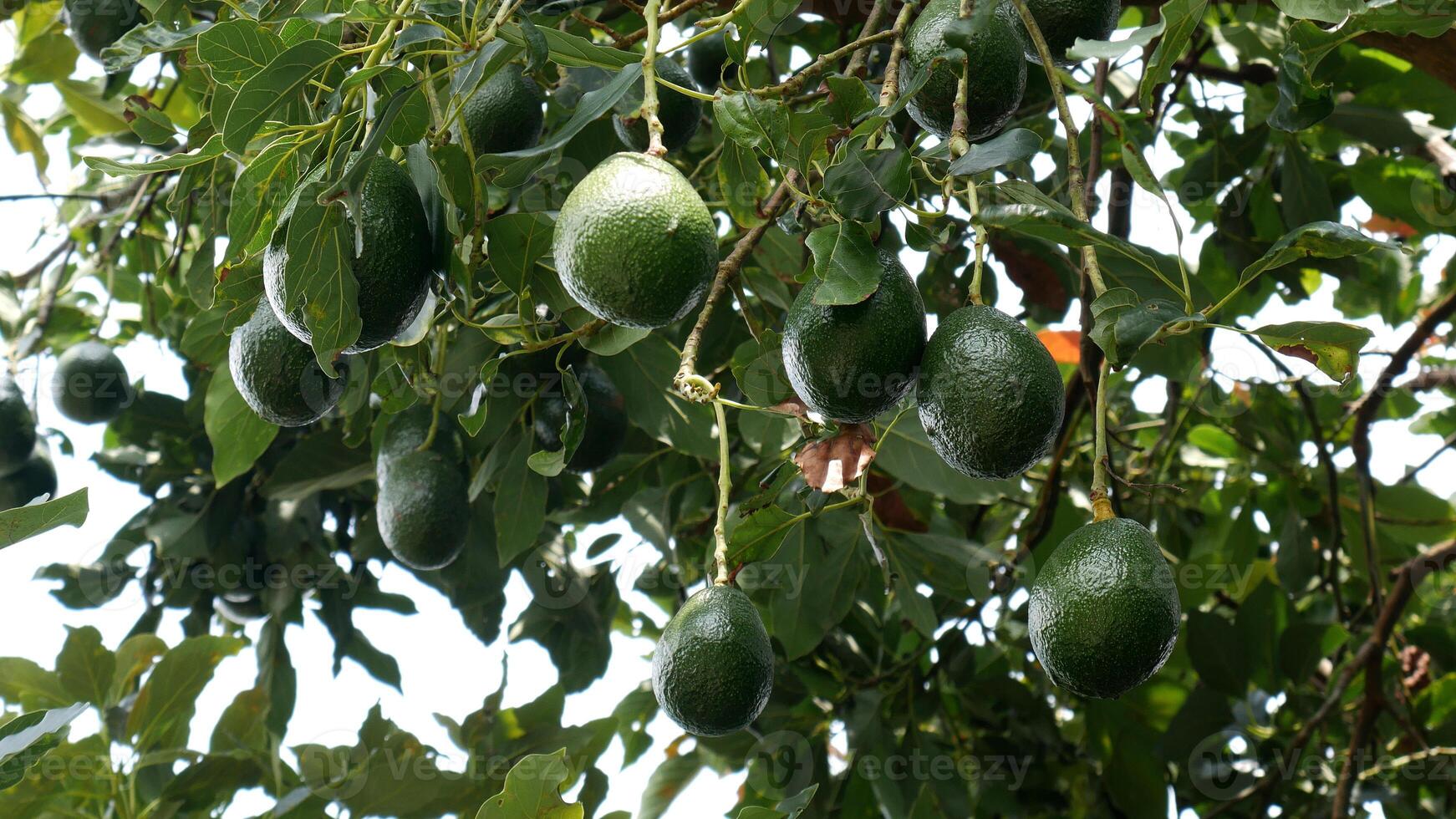 Fresh green avocados hanging from tree branches, surrounded by lush green foliage. photo