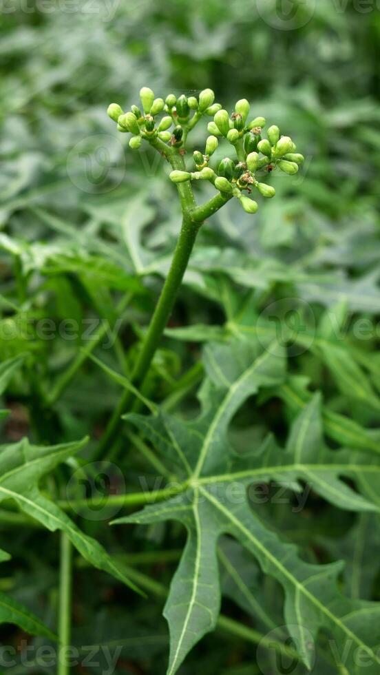 Close-up a fresh green bud from the mini papaya plant is clearly visible in this photo, surrounded by bright green papaya leaves. photo