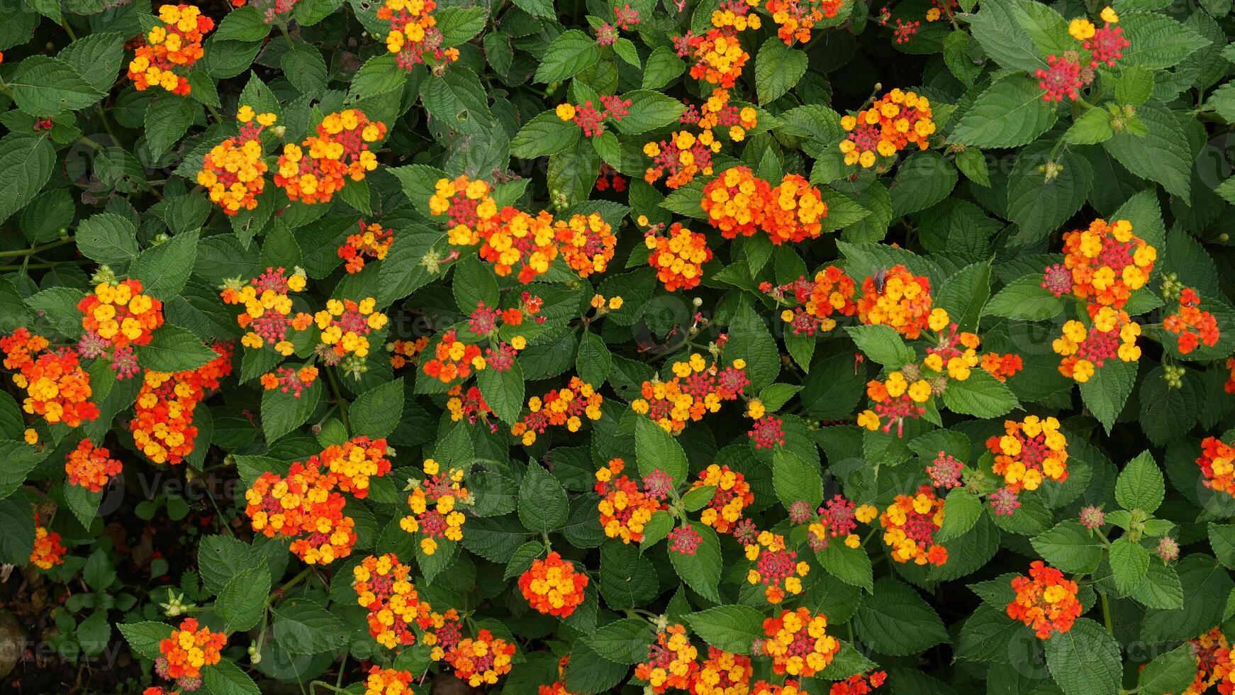 Bright orange, yellow, and pink Lantana flowers blending with rough green leaves, creating a stunning contrasting scene. photo
