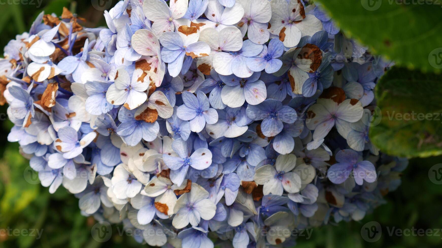 The light blue petals of this hydrangea flower are starting to dry out and turn brown, providing an interesting contrast with the fresh green leaves around it. photo
