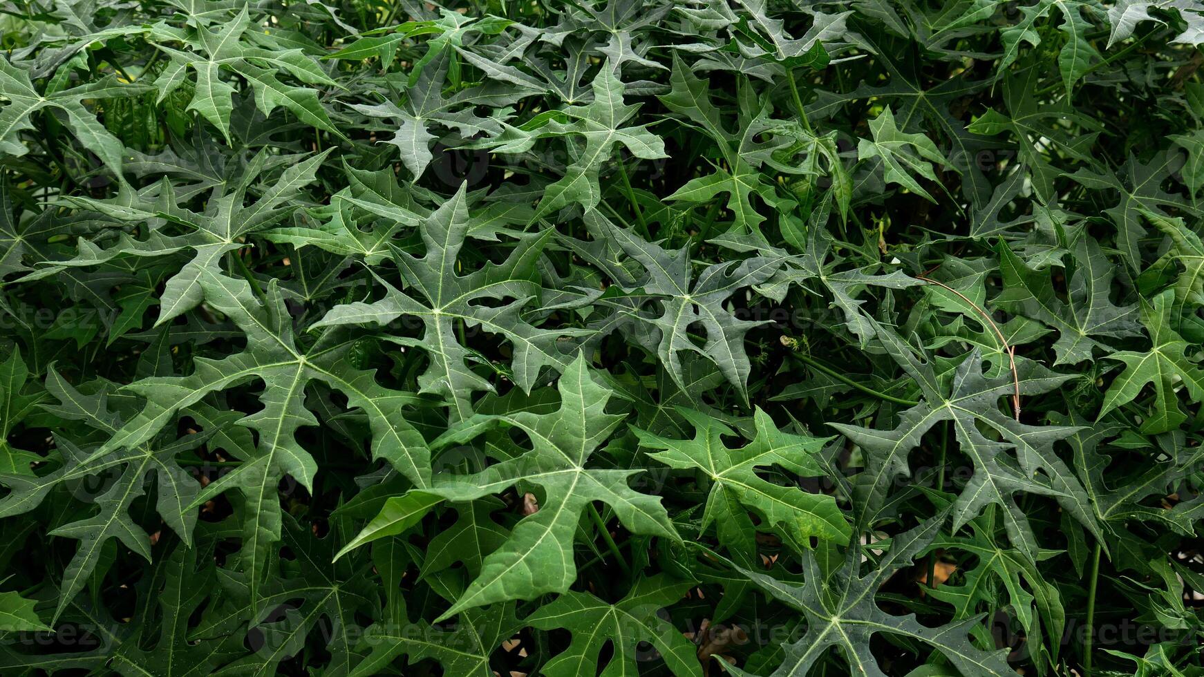 Fresh green mini papaya leaves dominate this photo, featuring clear lobes and veins on each leaf. photo