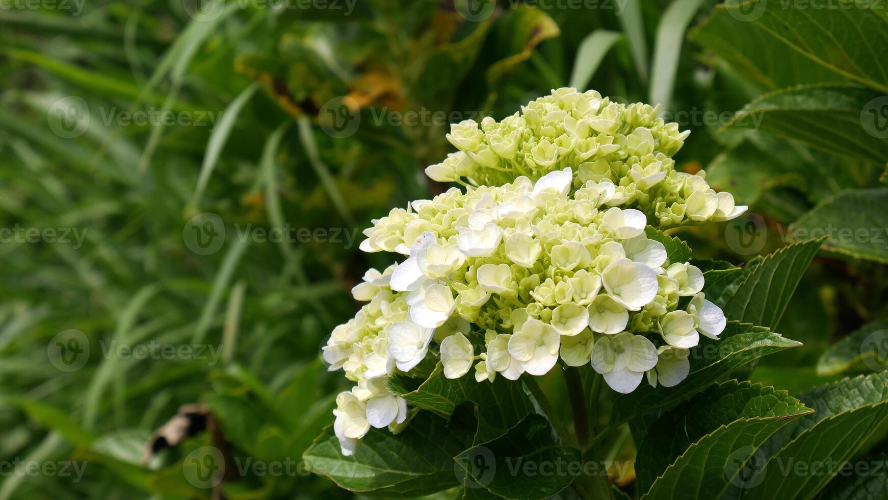 Light green hydrangea flower looks beautiful with its fresh petals. The lush green foliage around it provides a refreshing contrast. photo