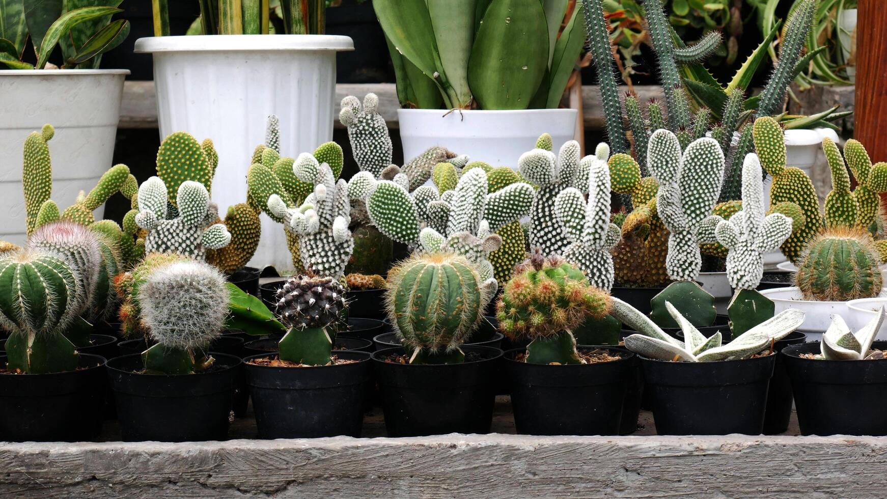 Various mini cactus or cacti with striped and spotted patterns are planted in black pots. The dominant colors of green and white. photo
