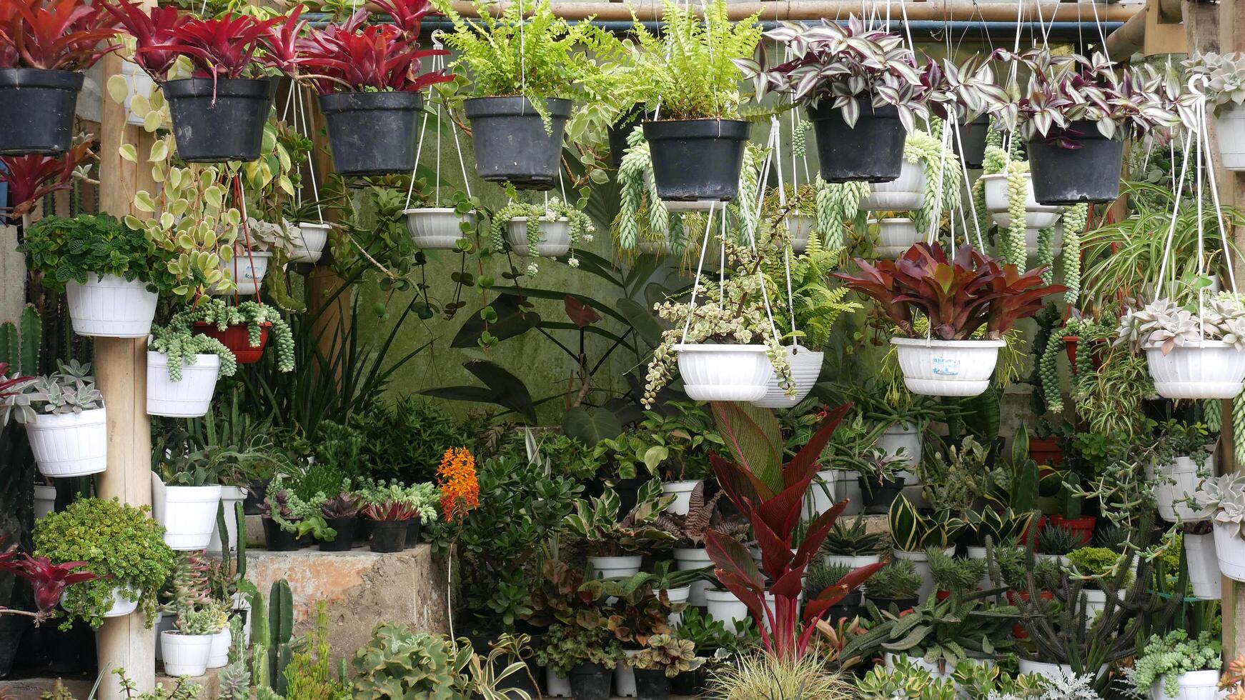 Various ornamental plants such as cacti, succulents, and various brightly colored ornamental plants are neatly arranged in black and white pots in the shop. photo