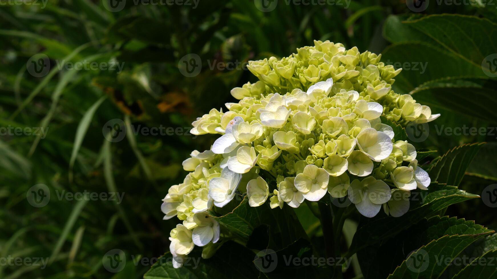 Light green petals of this hydrangea flower are still fresh and clustered tightly. Surrounded by lush green foliage, this flower looks very natural and charming. photo