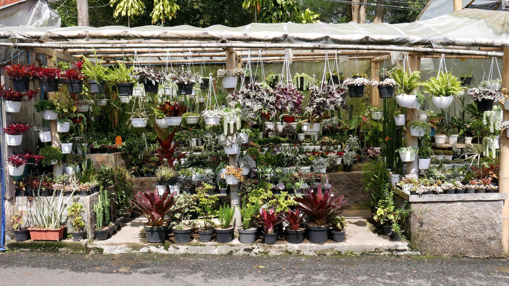 Various ornamental plants like cactus or cacti, succulents, and brightly colored foliage are neatly arranged in the store's showcase with black and white pots. photo