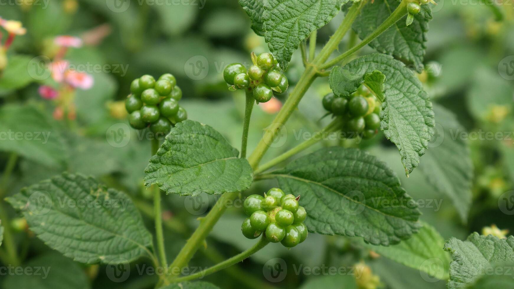 Unripe round green fruits appearing on Lantana buds, surrounded by serrated green leaves and slightly blurred flowers in the background. photo