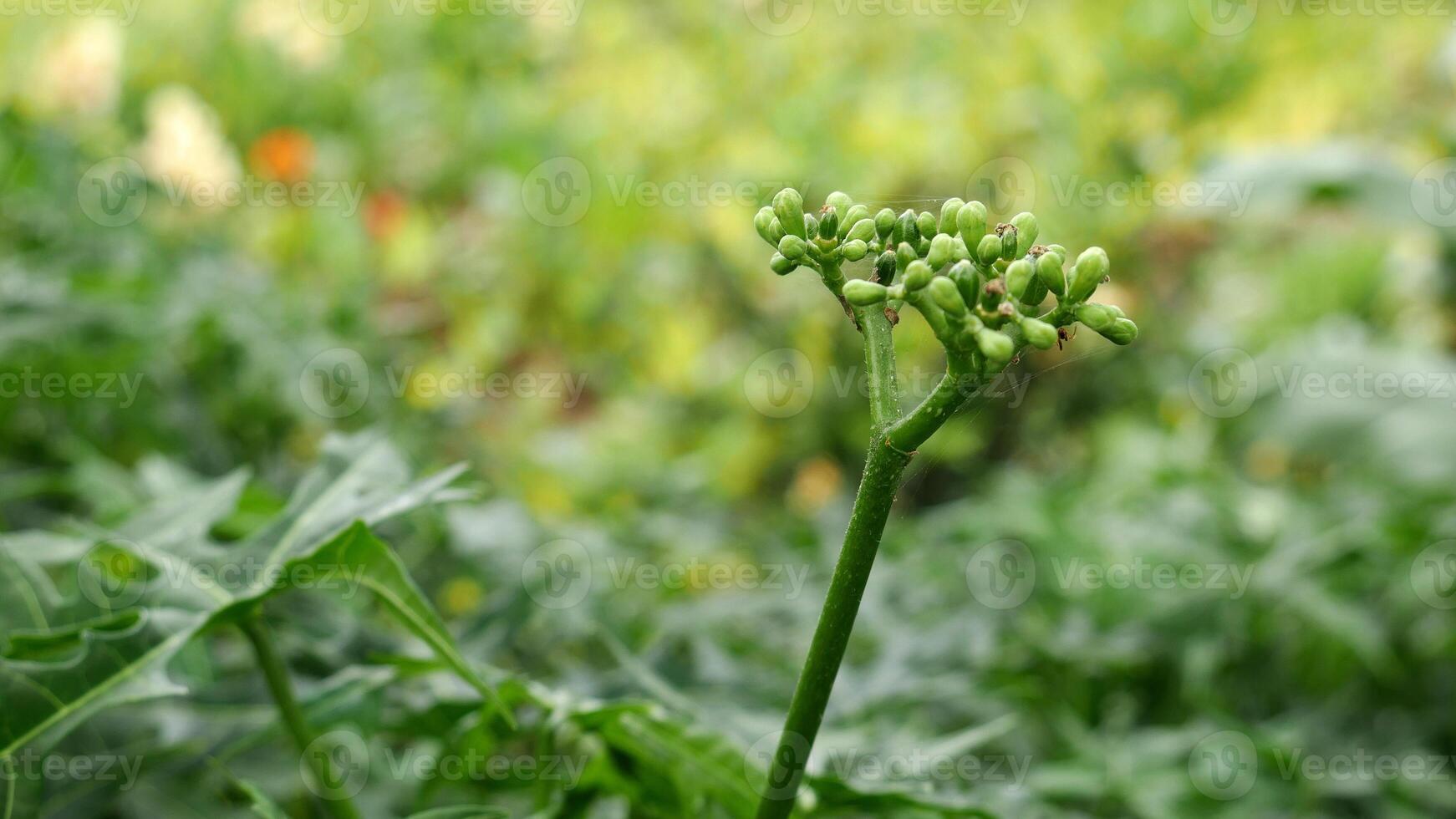 A mini papaya bud still in the green bud stage stands tall with a background of lush green papaya leaves. photo