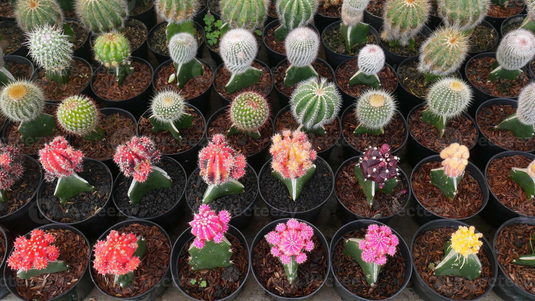 Various ornamental cactus or cacti with bright colors like red, yellow, and purple adorn black pots, with wood shavings and soil as the planting medium, neatly arranged. photo