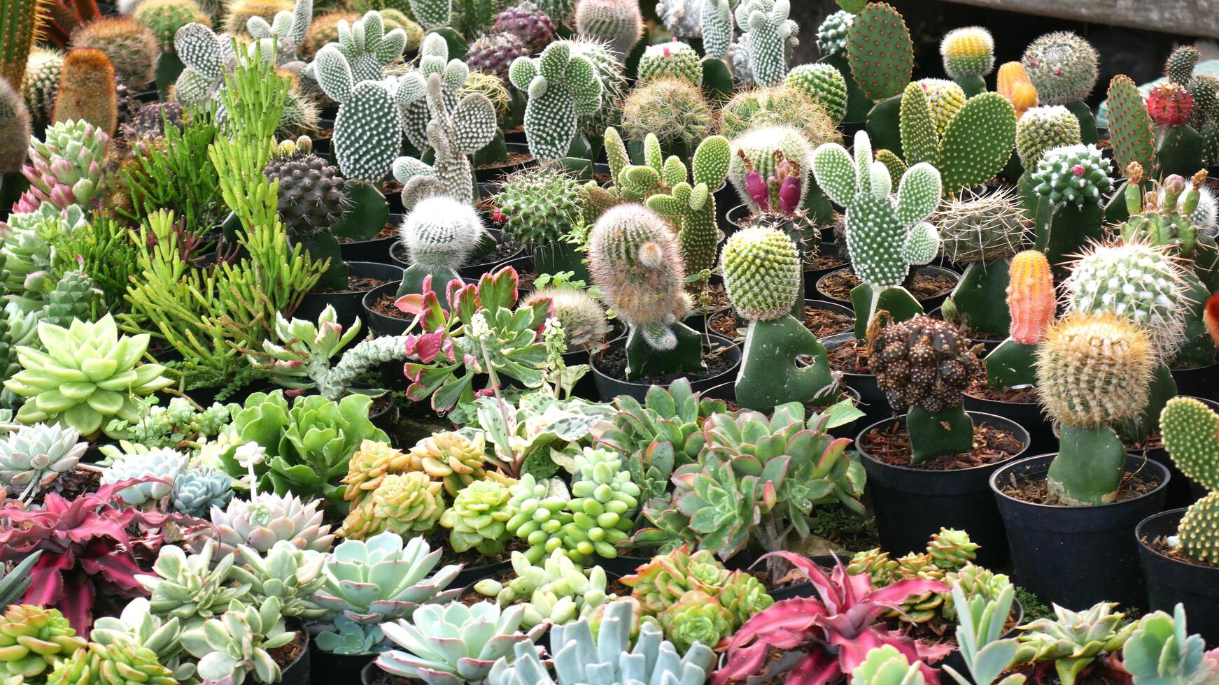 Various types of cactus or cacti and succulents are planted in black pots, with green, red, and purple cacti in the back, and succulents with light green to light purple leaves in the front. photo