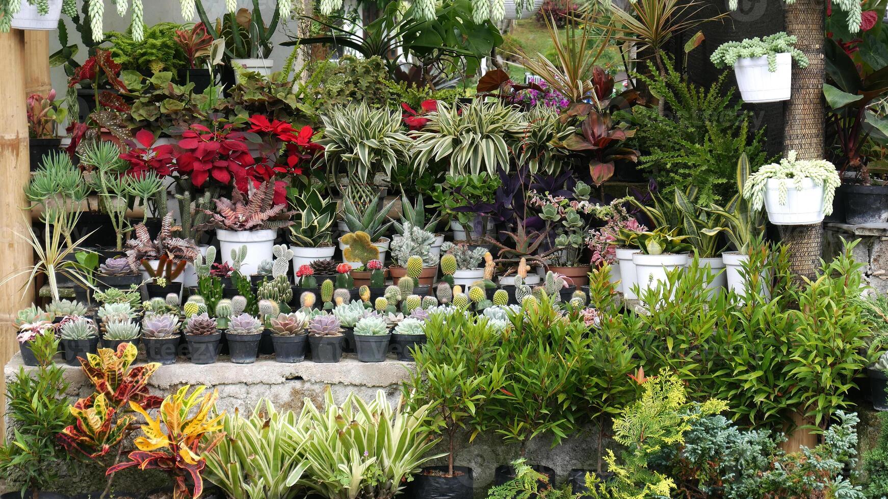 Various ornamental plants such as cacti, succulents, and various brightly colored ornamental plants are neatly arranged in black and white pots in the shop. photo