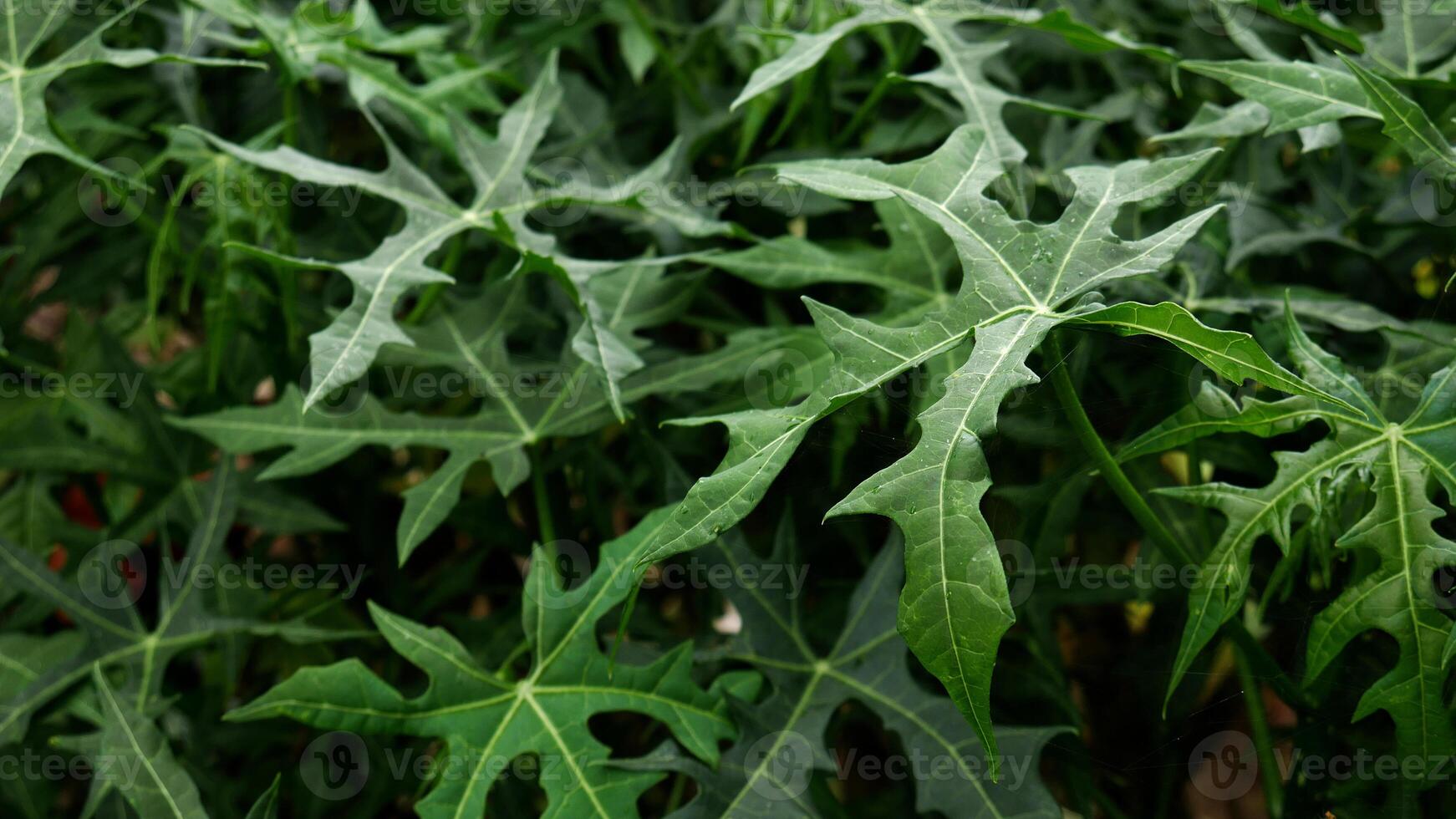 A close-up of bright green mini papaya leaves with clear unique lobes, surrounded by similar leaves. photo