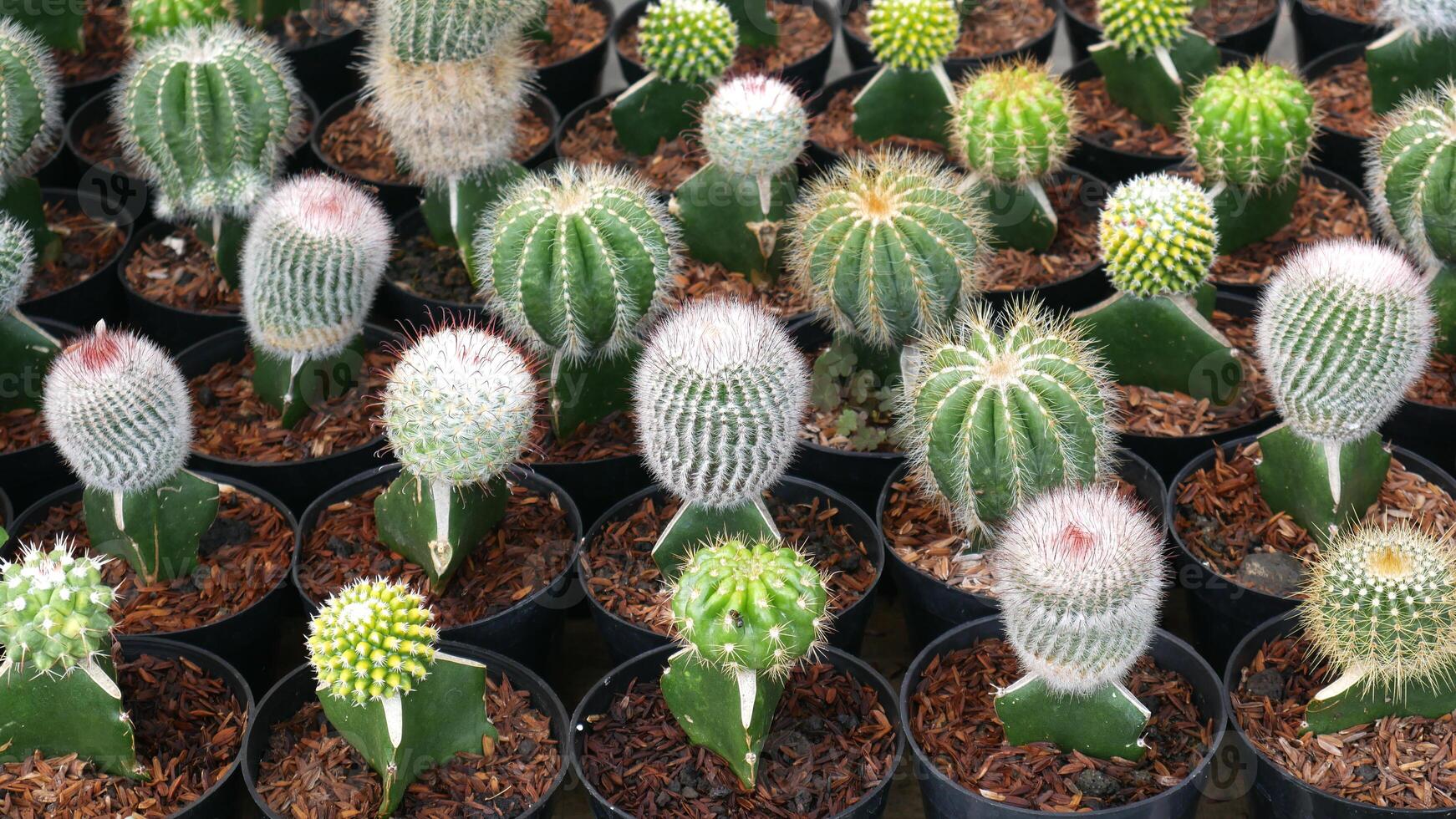 Various types of mini cacti with striped and spotted patterns adorn. The dominant colors of green, white, and pink, planted in black pots with wood shavings as the planting medium. photo