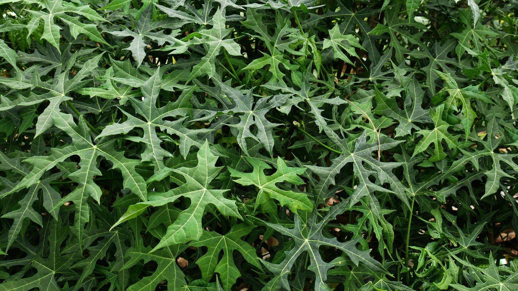 Close-up a cluster of lush mini papaya leaves, with lobed shapes and vibrant green color. photo
