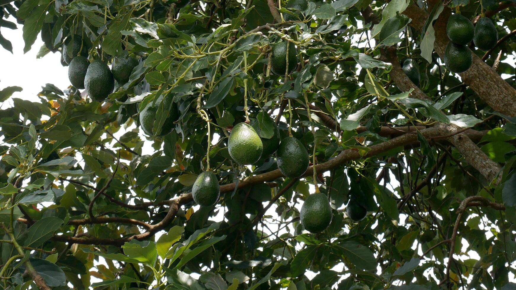 An avocado tree with dense green leaves showcasing large, ripe avocados ready to be picked. photo