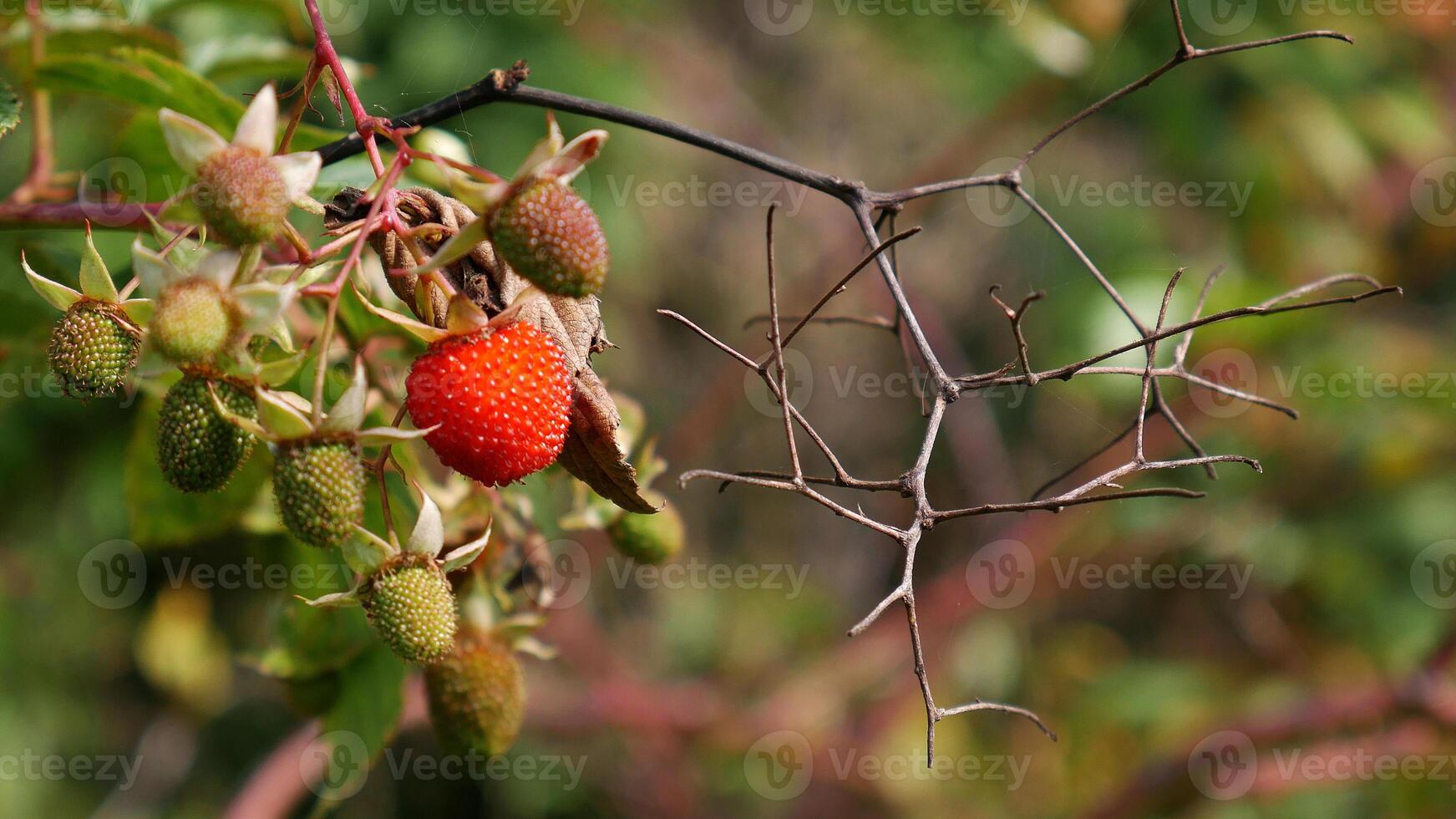 Closeup a ripe red raspberry stands out among dry twigs and young green raspberries. photo