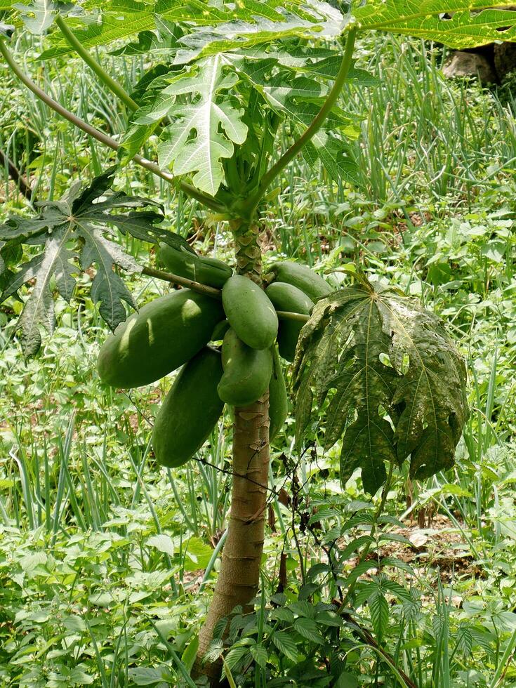 A mini papaya tree abundant with several green fruits, standing in a lush garden with many green plants around it. photo