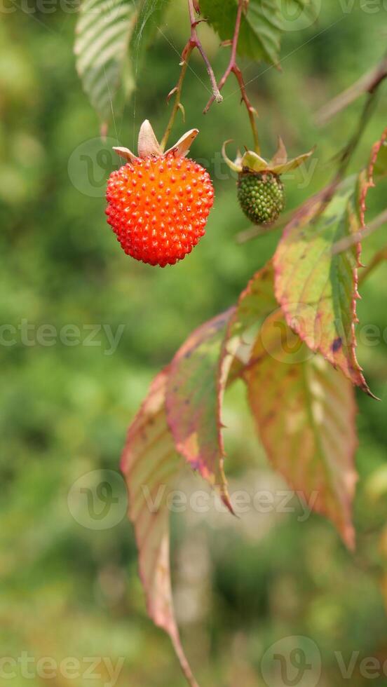A ripe red raspberry and a small green raspberry hanging on a twig adorned with greenish-red leaves, with a green background. photo