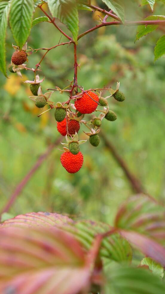 A ripe red raspberry on a dry twig along with young green fruits, set against a background of green foliage closeup. photo