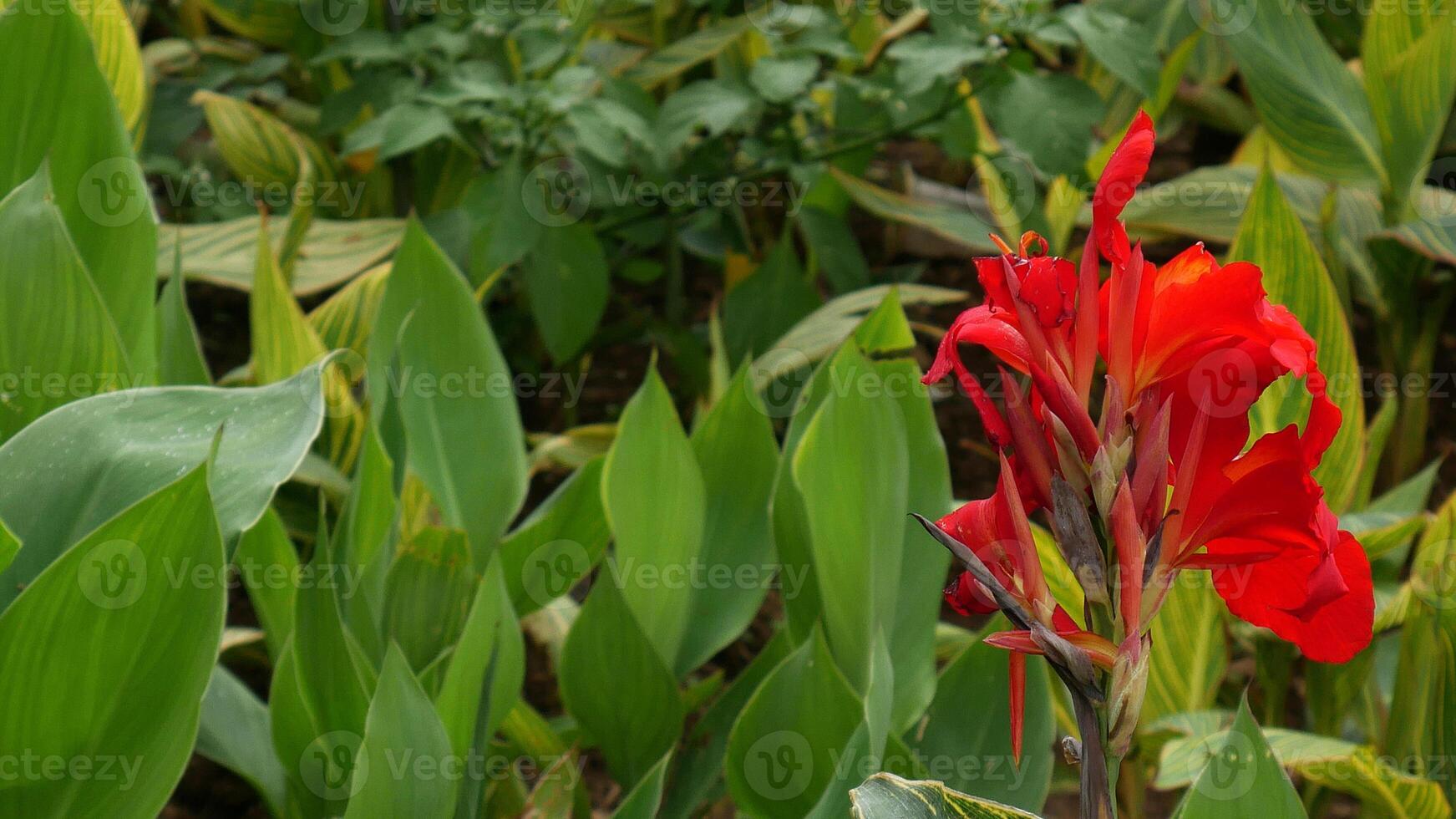 Red Canna Lily flower with large petals looks beautiful amid the fresh green leaves, providing a charming touch of color. photo
