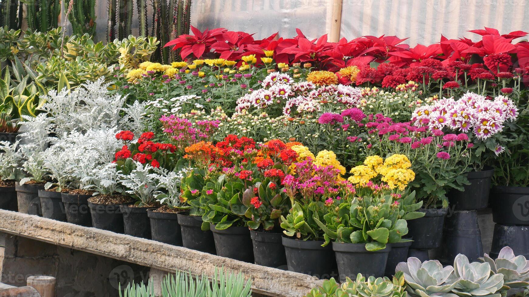 Brightly colored flowers such as red, yellow, white, and purple are neatly arranged in black pots in the plant store's display. photo
