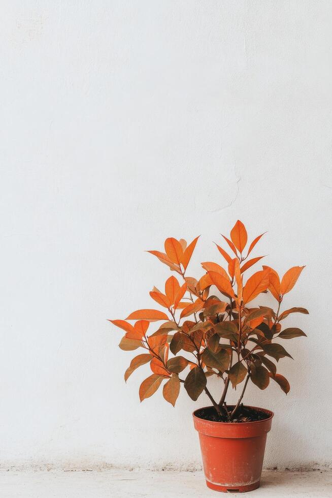 Unique indoor plant with vibrant orange and green leaves in modern pot against white wall photo