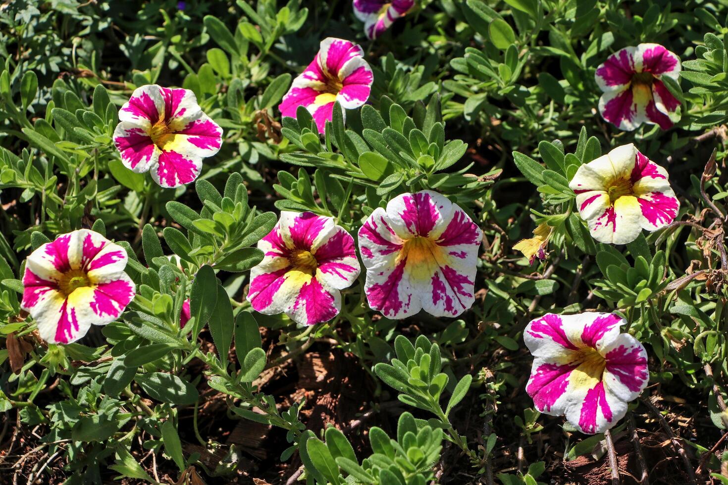 Petunias are multi-seasonal plants. Can produce many sets of flowers. The trunk is a climbing shrub. photo