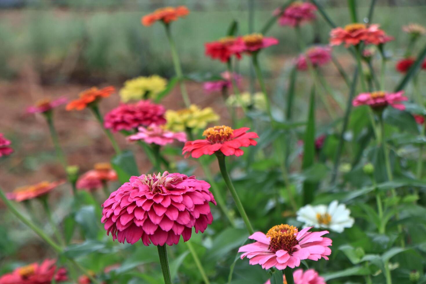 Zinnia is a perennial bonsai. It's a good air purifier. photo